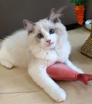 Leo, Luca, Lily, Louis, and Lego | Famous Cats Wiki | Fandom
