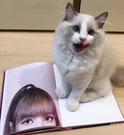 Leo, Luca, Lily, Louis, and Lego | Famous Cats Wiki | Fandom