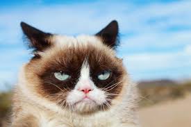 Grumpy Cat | Famous Cats Wiki | Fandom