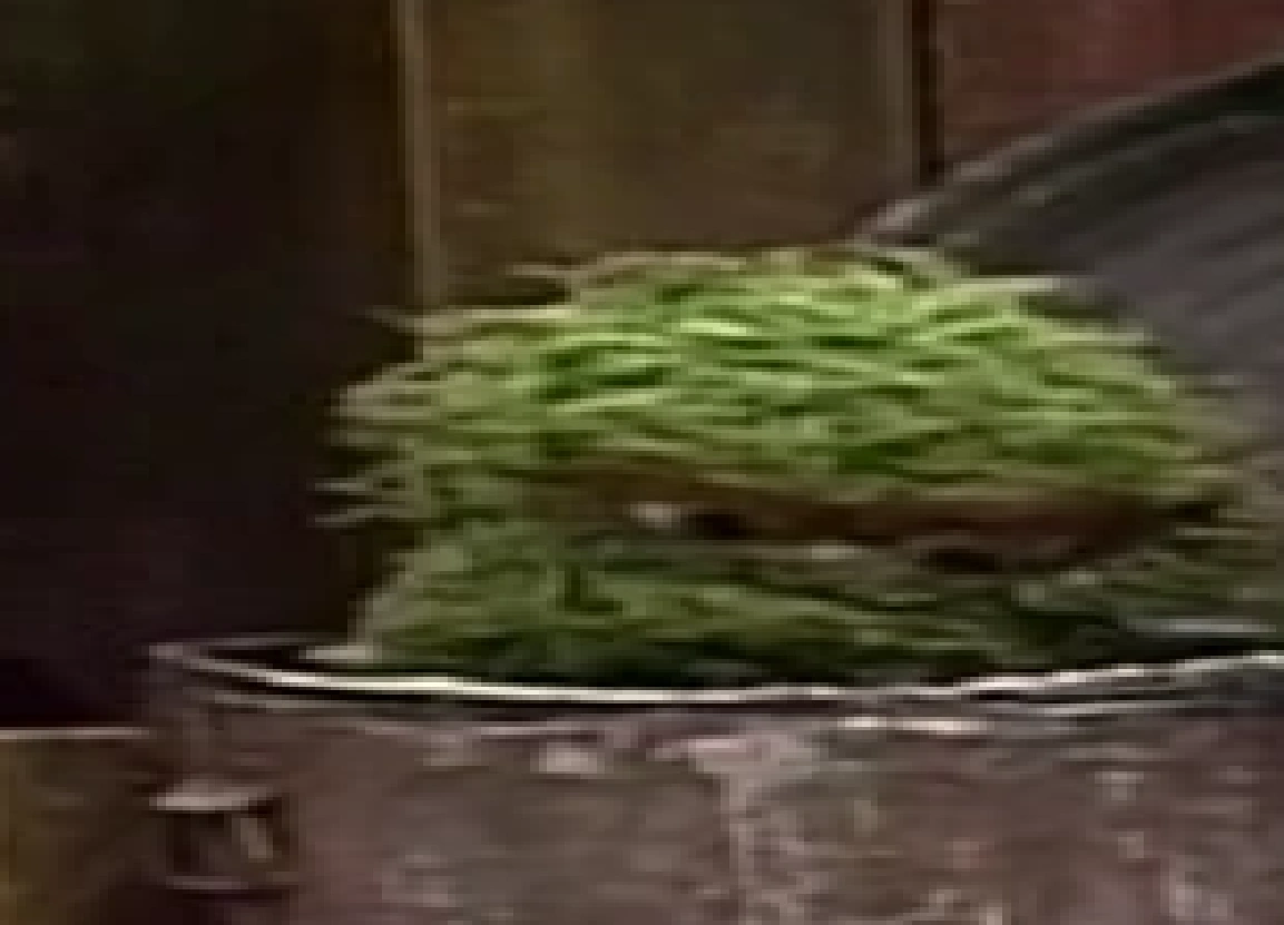 Oscar&rsquo;s unknown pets (1983) (Muppet Wiki stuff) | Fan art Fun Wiki | Fandom