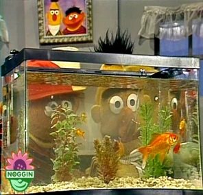 Play with Me Sesame - Ernie and Bert Watch Goldfish (2004) (YouTube ...