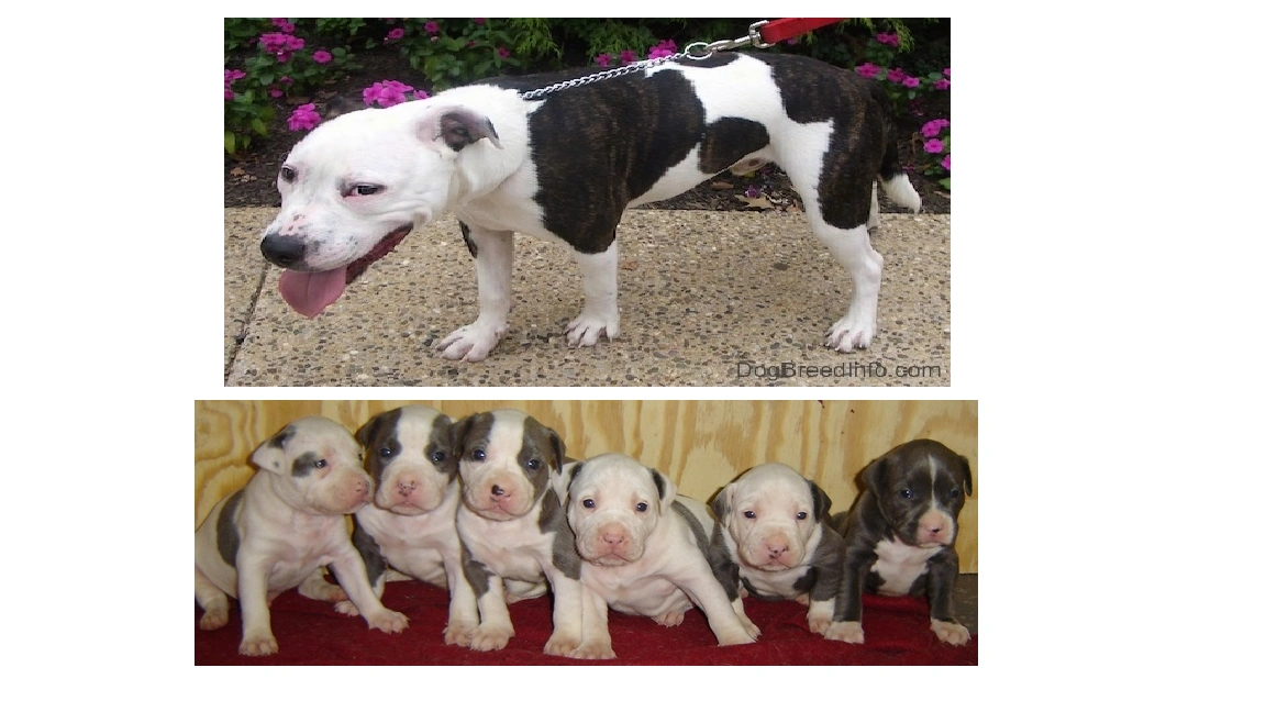 Apocalypse Museum Art Frame - Eva and the pit bull puppies (art STUFF