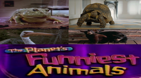Animal planet funny videos 2025