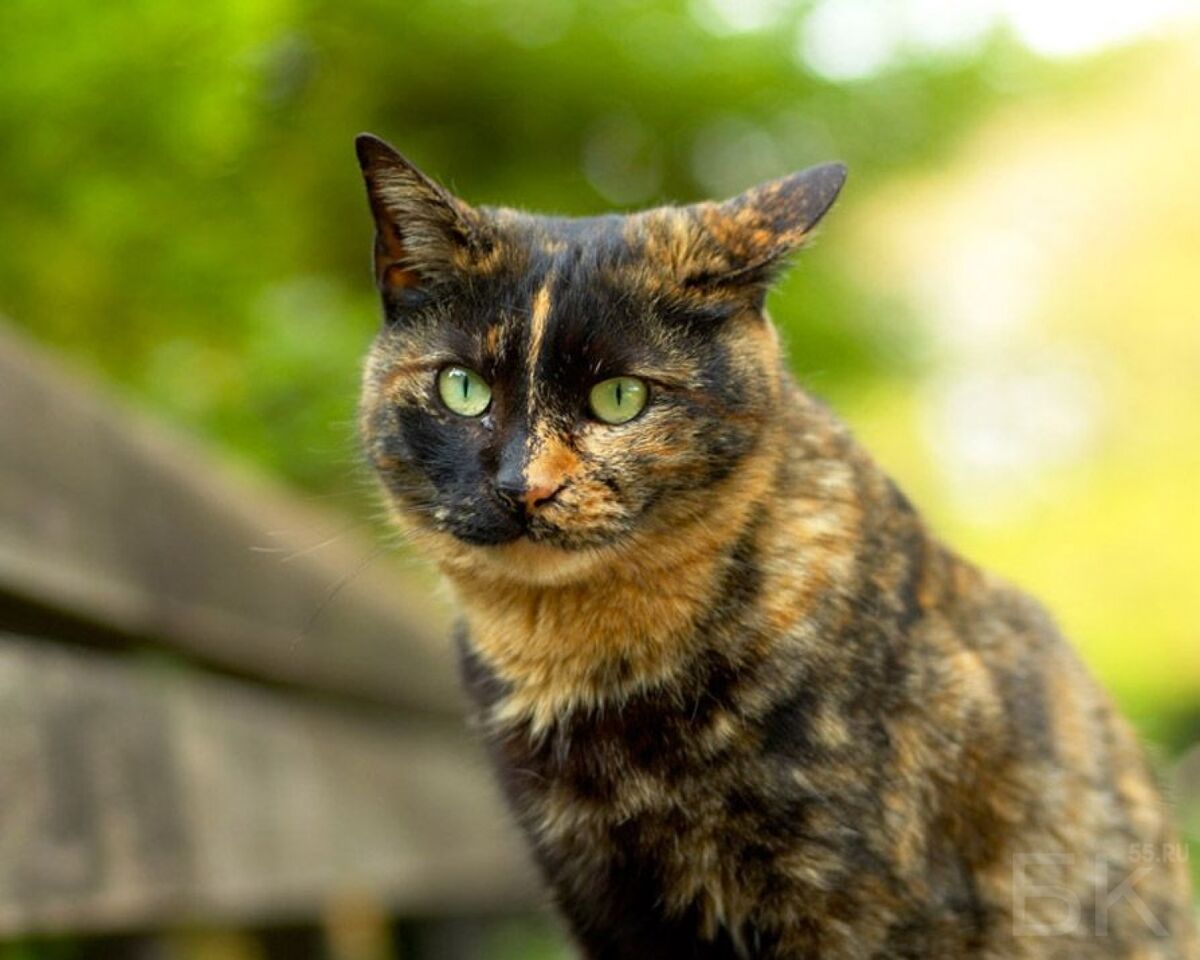 Кошка черно рыжая
