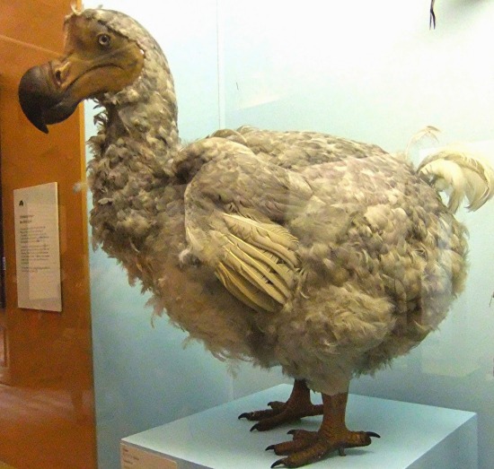 Terry the Dodo Bird | Fan Made Kaiju Wikia | Fandom Terry the Dodo Bird | Fan Made Kaiju Wikia | Fandom