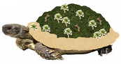 Island Turtle