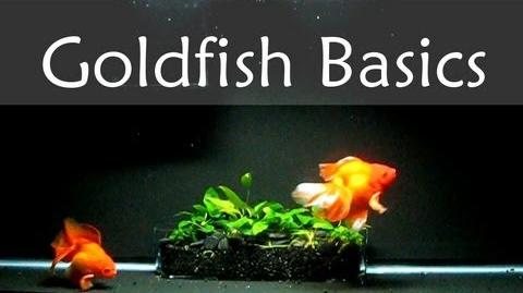 Goldfish_Care_Basics_Tank_Size