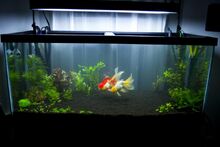 Fulltank zpsbf7fc5c4.jpg