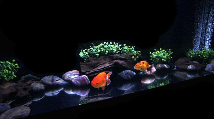 Best Substrate for Goldfish  4 Great Options for Your Tank