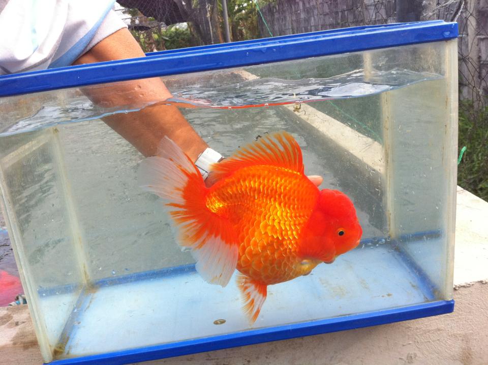 Tank size deals for 3 goldfish