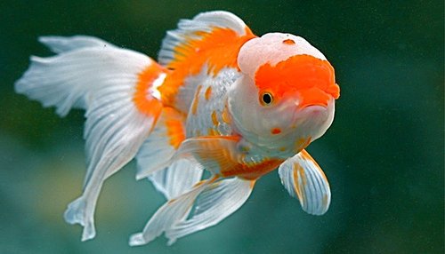 Lighting, Fancy Goldfish Wikia