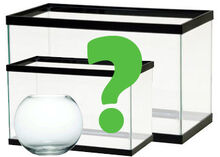 Goldfish-tank-size.jpg