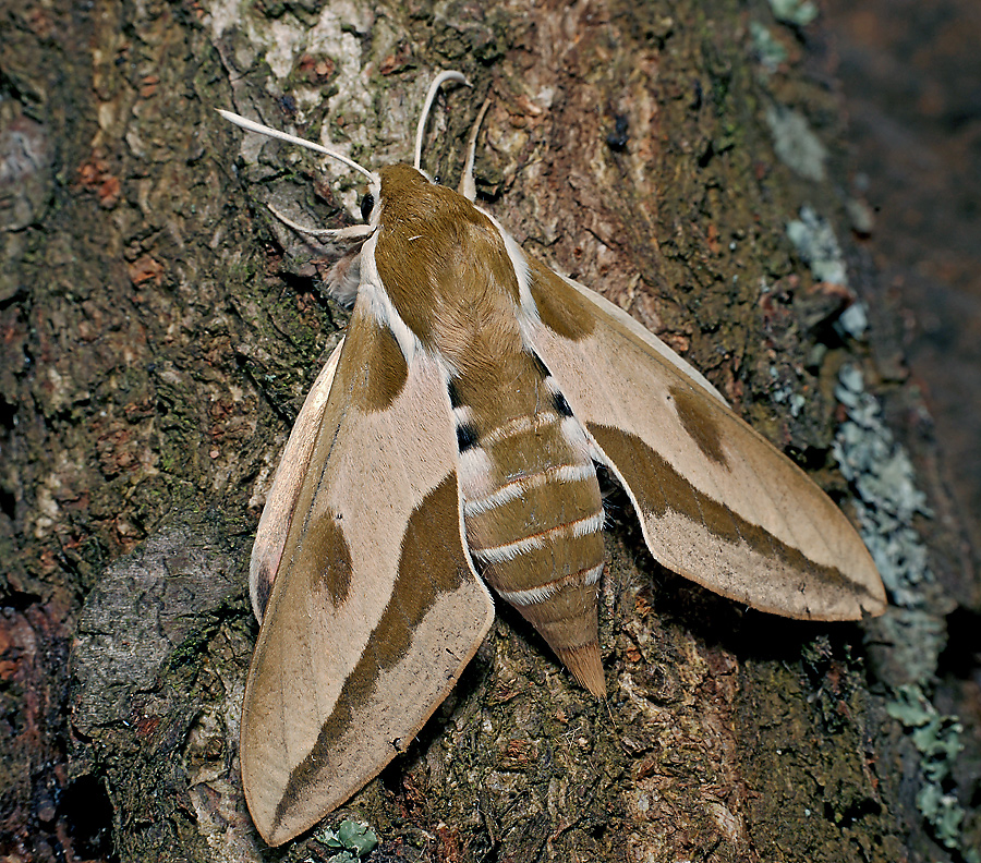 бражники чешуекрылые. бражники чешуекрылые. ночная бабочка бражник глазчатый. бражник вьюнковый гусеница. бражники чешуекрылые.