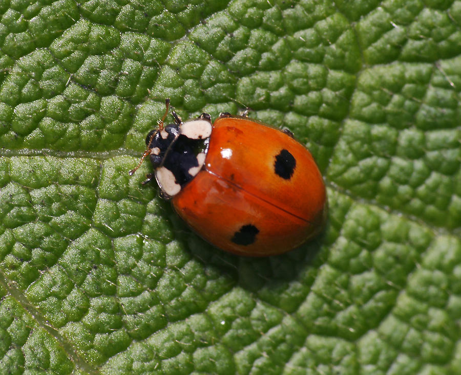File:Epilachna vigintioctopunctata 01.jpg - Wikipedia
