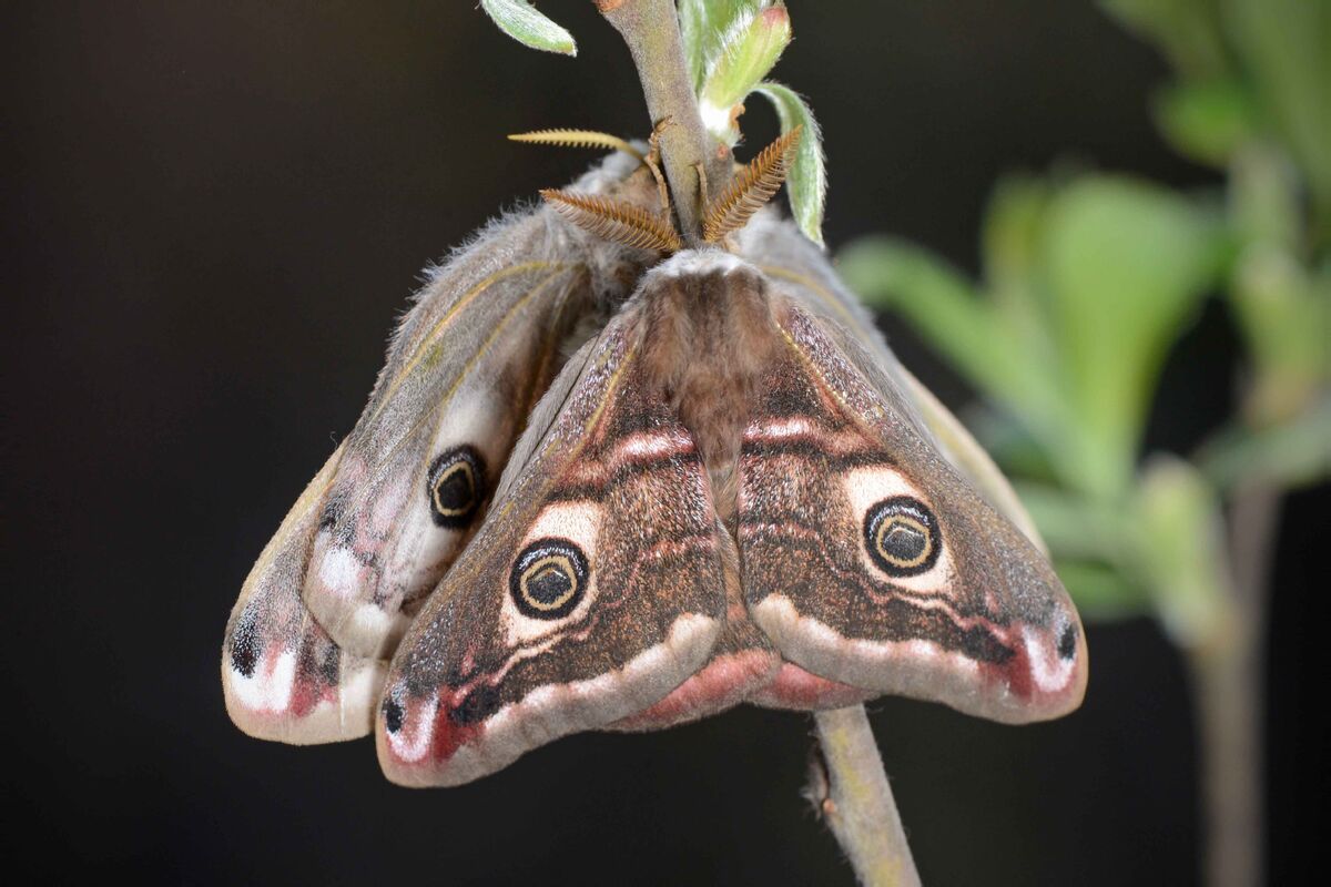 Пин на доске BELLAS MARIPOSAS