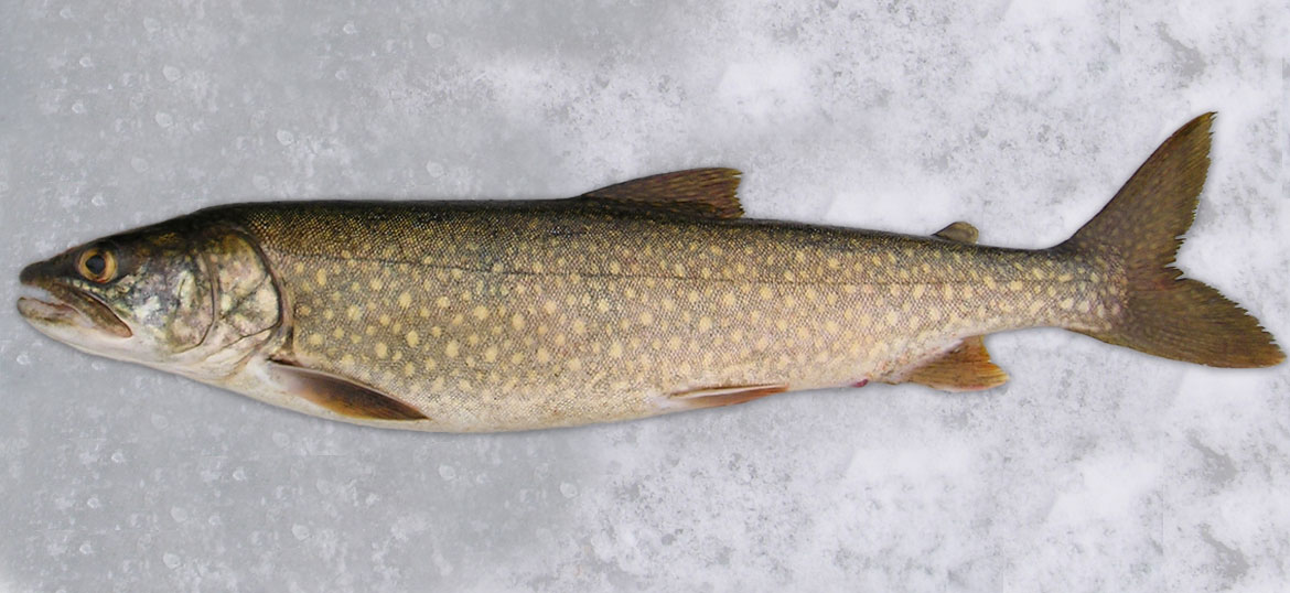 Хвост холод. Trout Lake Ontario. Lake Trout. Salvelinus namaycush. Trout in Lake Ontario.