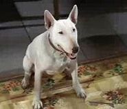 Bodger, Shadow's origin