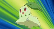 Chikorita