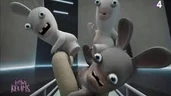Gray Rabbid.jpg (6 KB) Gray Rabbid