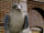 Duke Falcon