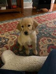 Terri's dog, Angela
