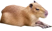 JehnCapybara png