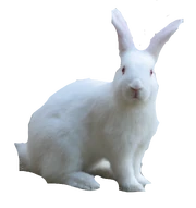 Lao's Rabbit Little Guy-Xiaojiahuo