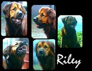 Riley collage