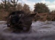 Sassy drowning