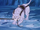 Snowmeow