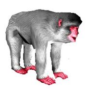 Japanese Macaque