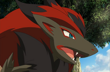 P13 Zoroark