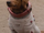 Cosmo the Spacedog