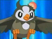 Ritsu's Starly angry at Mio for hurting him and Ritsu.