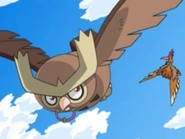 Noctowl