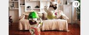 Green Hardhat Workout Rabbid and Yellow Workout Rabbid