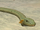 Spined snake
