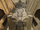 Zoronhed
