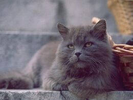 Img gray persian cats photo gallery 337 paso 0 600.jpg