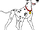 Pongo