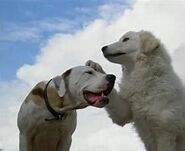 Chance with Delilah