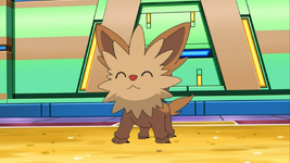 Jun's Lillipup excited about battling for the first time.