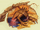 Mucous salamander