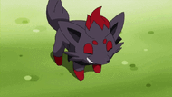 Zorua anime
