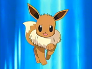 May Eevee pokemon anime