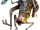 Insectomorph