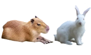 The Kung rodents, Jehn and Little Guy