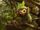 Grookey