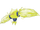 Regieleki