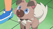 As a Rockruff.